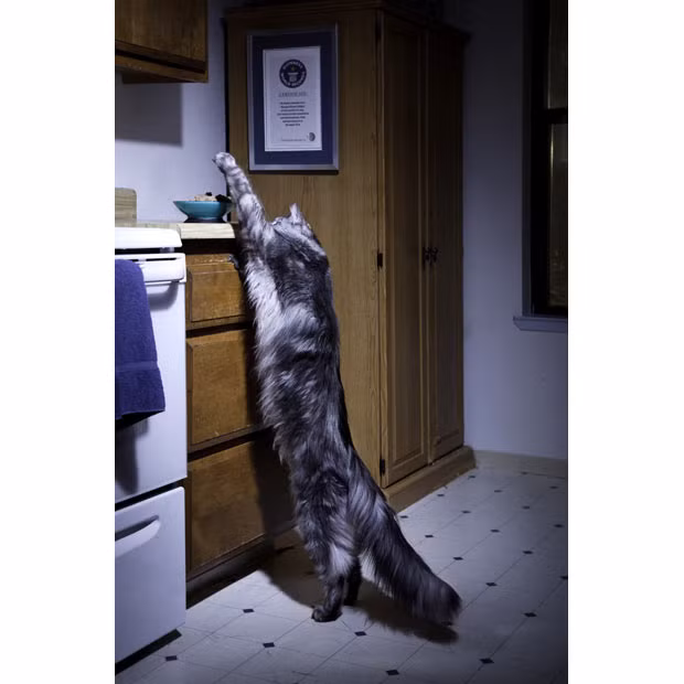 Longest cat: At 123 cm (48.5 in) long, Mymains Stewart Gilligan (aka Stewie) is the world’s longest domestic cat. The five-year-old feline is owned by Robin Hendrickson and Erik Brandsness (USA) and was measured on 28 August 2010. He also has the longest domestic cat tail at 41.5 cm (16.34 in). 