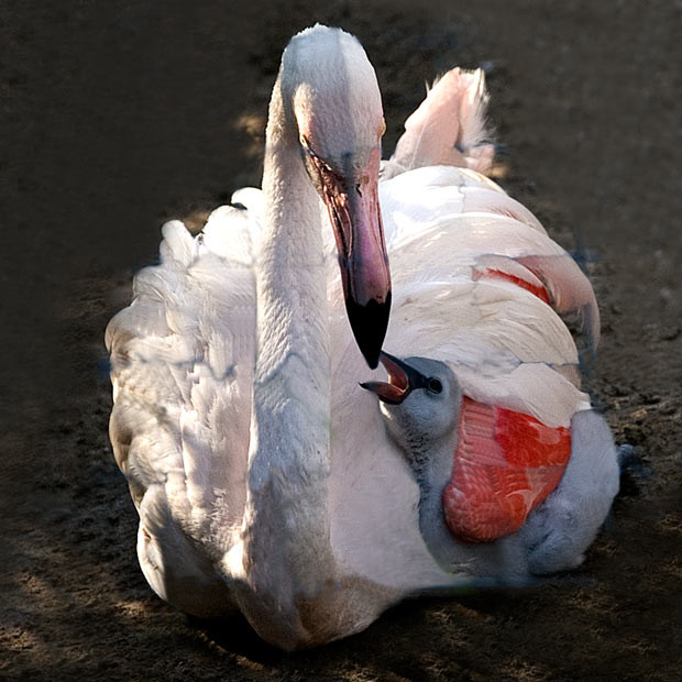 A flamingo chick is cared for by its mother at Marwell Wildlife in Hampshire. Flamingos incubate their eggs for 30 days and the parents take it in turns to look after the youngster. Young flamingos are grey and white and do not turn pink for two years. For the first three to four weeks, the chick is fed entirely by the parents who secrete a creamy pink liquid called 