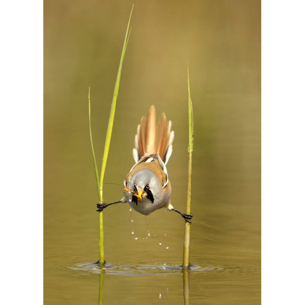 A bird perches precariously between two reeds to catch its prey. The bearded reedling is a master of balance and this one was spotted by Dutch photographer Edwin Kats using two stems to position itself over a shallow stream. He noticed the small bird - also know as a bearded tit - looking out for a snack. When a tasty cranefly flitted by, the reedling was able to dip down and catch it in one swift move