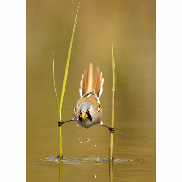 Ảnh động vật đẹp trong tuần ảnh 6 A bird perches precariously between two reeds to catch its prey. The bearded reedling is a master of balance and this one was spotted by Dutch photographer Edwin Kats using two stems to position itself over a shallow stream. He noticed the small bird - also know as a bearded tit - looking out for a snack. When a tasty cranefly flitted by, the reedling was able to dip down and catch it in one swift move
