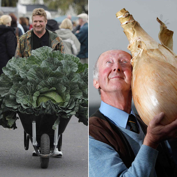 Derek Neumann (left) arrives with his award winning giant cabbage at the Harrogate Autumn Flower Show while (left) Peter Glazebrook poses for photographers with his world record breaking onion 