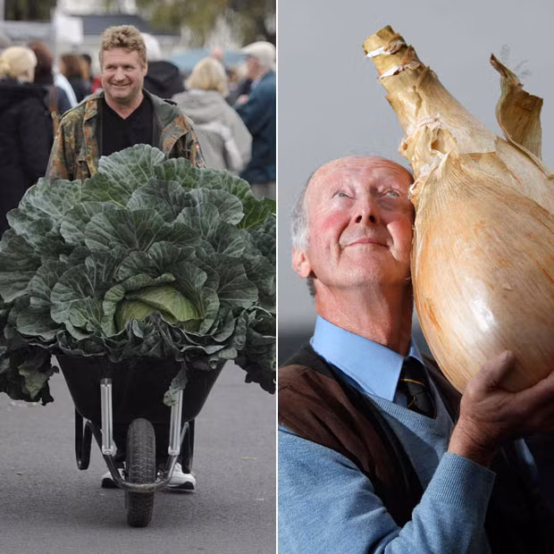 Derek Neumann (left) arrives with his award winning giant cabbage at the Harrogate Autumn Flower Show while (left) Peter Glazebrook poses for photographers with his world record breaking onion 