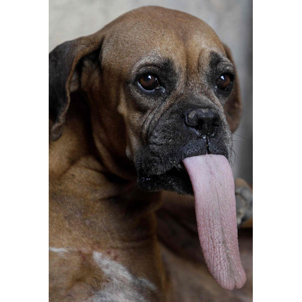 A street dog popularly known as ’Lengua,’ or ’Tongue’ sits on a pavement in Havana, Cuba