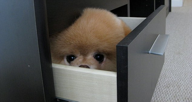 Chơi trò trốn tìm