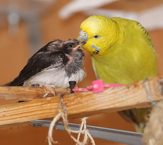 Ảnh động vật đẹp trong tuần ảnh 7 Susie the budgie cares for swallow baby Max in Thale, Harz, Saxony-Anhalt, Germany. Max the tiny swallow tumbled from the nest. Animal trainer Jens Rennecke spotted the tiny bundle of feathers and took the baby bird home with him. Max found an attentive adoptive mother in the form of eight-year-old budgie Susie.