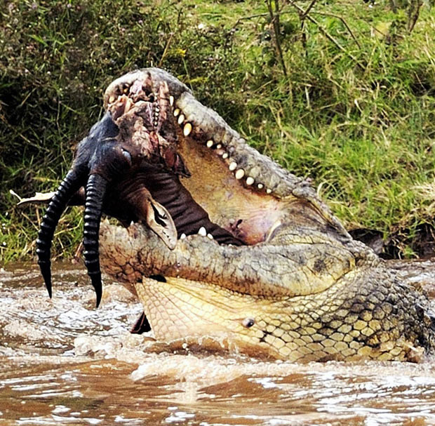 ...The awesome scene was photographed by Paolo Torchio from the bank of the Mara River in the Maasai Mara National Reserve in Kenya just over a week ago. 