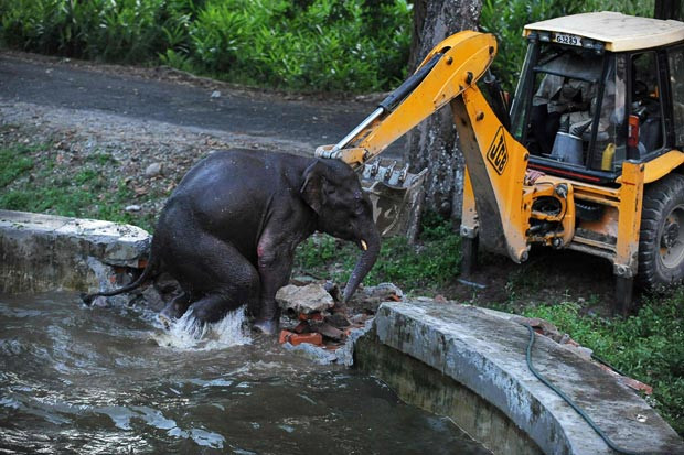 Indian army personnel use a digger to help rescue a wild elephant that became trapped in a water reservoir tank at Bengdubi army cantonment area some 25 kms from Siliguri