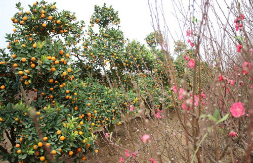 Hà Nội bảo tồn đào Nhật Tân, quất Tứ Liên