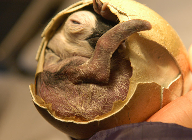 A Chinese aquarium had to lend a helping hand to a baby penguin as it was hatching after it became apparent that it was too weak to break out of its shell