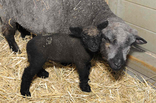 A Southdown lamb born on Saturday, August 27 in New York’s Central Park Zoo. The 8-pound newborn, seen here with her mother Truffle, was born the day before Hurricane Irene struck New York