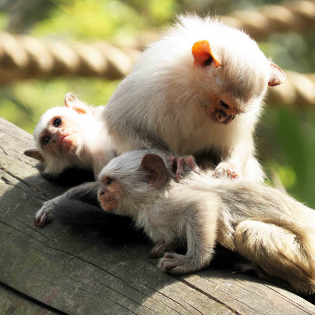 Colchester Zoo is proud to announce success in two of their primate breeding programmes which have resulted in the births of a silvery marmoset and Geoffroy