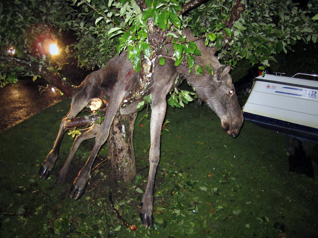 A seemingly drunk moose was discovered entangled in an apple tree by a Swede in Goteborg, Sweden. Per Johansson, 45, says he heard a roar from his vacationing neighbour