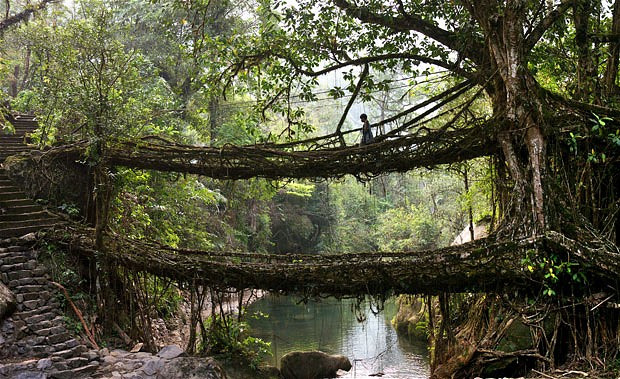 Deep in the rainforests of the Indian state of Meghalaya lie some of the most extraordinary pieces of civil engineering in the world. Here, in the depths of the forest, bridges aren’t built - they’re grown. Ancient tree vines and roots stretch across rivers and streams, creating a solid latticework structure that appears too fantastical to be real. The Cherrapunji region is considered to be one of the wettest places on the planet and this is the reason behind the unusual bridges. With Cherrapunji receiving around 15 metres of rain per year, a normal wooden bridge would quickly rot. This is why, 500 years ago, locals began to guide roots and vines from the native Ficus Elastica rubber tree across rivers using hollow bamboo until they became rooted on the opposite side.