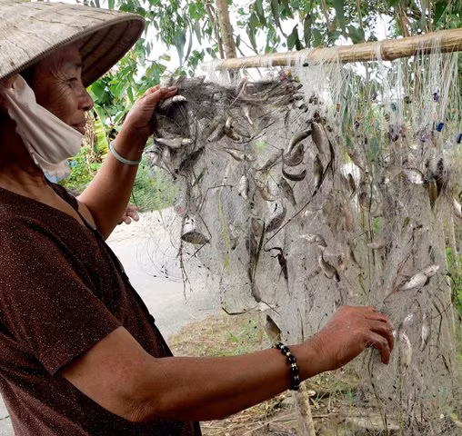 Trên những dòng kênh thoát lũ ra biển Tây ảnh 3 Mùa lũ cũng là mùa đánh bắt thủy sản đồng nước.