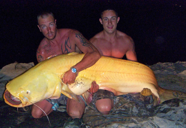 Matt Gallant (left) poses with a whopping 7ft 6inch albino catfish which is more than a foot taller than him. He pulled the giant albino catfish, which weighed 180lbs, out of the River Ebro in Spain on the last day of his fishing trip. It is believed to be the third largest albino catfish ever caught in the world and towered over Matt, who is 6ft 2inches tall. 