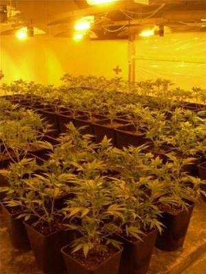 Trồng cây cần sa trong nhà Trồng cây cần sa trong nhà