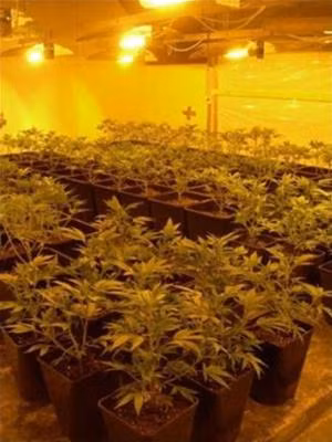 Trồng cây cần sa trong nhà