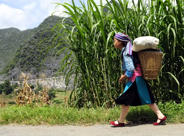 Mã Pì Lèng hùng vĩ và nên thơ ảnh 9 Thiếu nữ Mông trắng sải bước trên con đường Hạnh Phúc qua Mã Pì Lèng. Con đường được dựng xây bằng máu và mồ hôi của hàng vạn nhân công những năm kháng chiến - kiến quốc