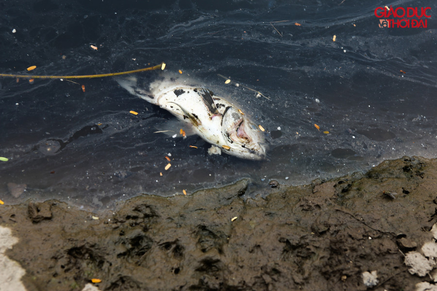 Dọc khúc sông cạnh đường Nguyễn Đình Hoàn, cá chết nổi dạt vào hai bên bờ, gây mùi rất khó chịu cho những người sinh sống tại khu vực cũng như người đi đường