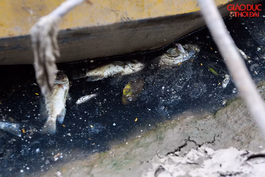 Trước đó, Công ty Thoát nước Hà Nội đã cho mở cửa xả hơn 1 triệu m3 nước từ hồ Tây ra sông Tô Lịch