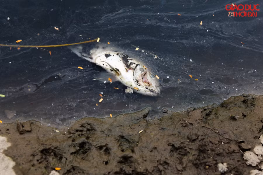 Dọc khúc sông cạnh đường Nguyễn Đình Hoàn, cá chết nổi dạt vào hai bên bờ, gây mùi rất khó chịu cho những người sinh sống tại khu vực cũng như người đi đường