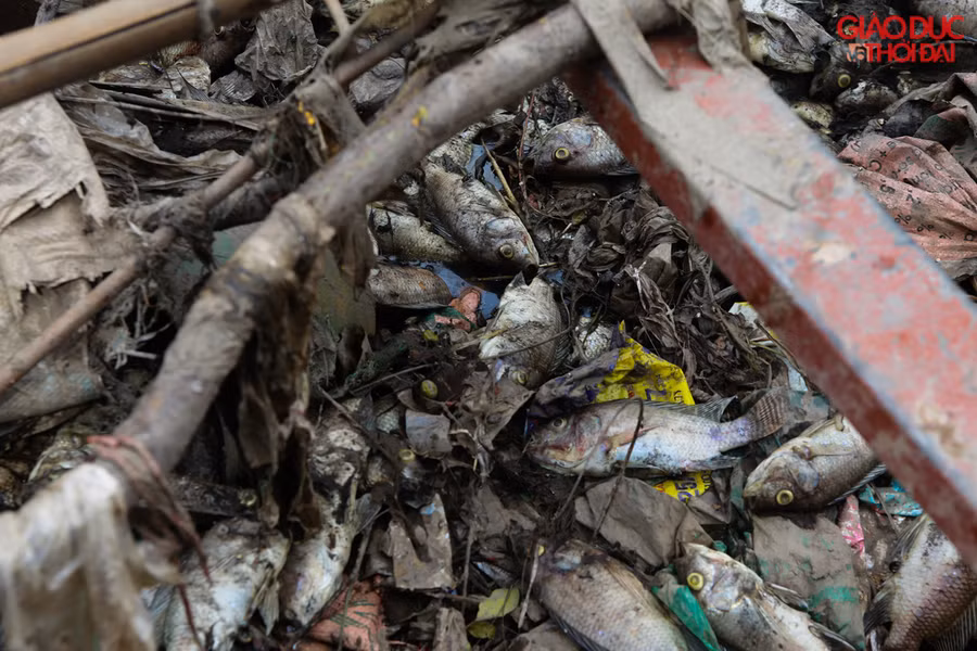 Từ ngày 12/7 thuyền môi trường đô thị đã đi vớt cá chết trên dòng sông Tô Lịch