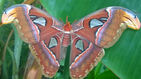 Loai buom dem lon nhat the gioi xuat hien o Bac Lieu - Anh 1