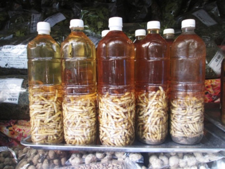Các bài thuốc chữa bệnh thần kỳ từ côn trùng ghê rợn - Ảnh 5 Cac bai thuoc chua benh than ky tu con trung ghe ron - Anh 5