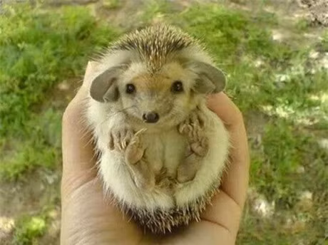 Kham pha cuoc song cua loai nhim tai dai, dang yeu nhat the gioi - Anh 1