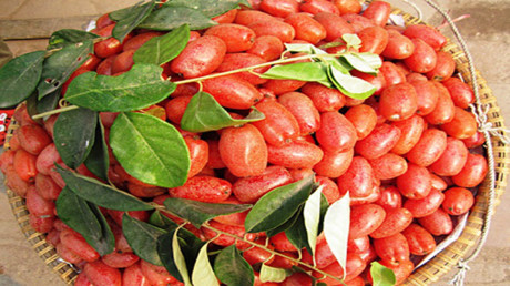 Bài thuốc quý chữa bệnh từ quả nhót không thể không biết - Ảnh 3 Bai thuoc quy chua benh tu qua nhot khong the khong biet - Anh 3