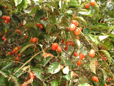 Bài thuốc quý chữa bệnh từ quả nhót không thể không biết - Ảnh 1 Bai thuoc quy chua benh tu qua nhot khong the khong biet - Anh 1