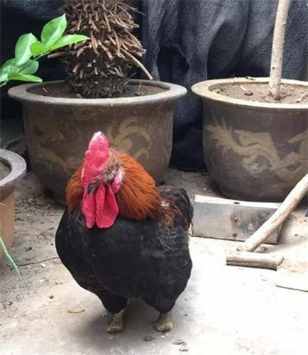 Ngạc nhiên trước nghị lực sống của gà trống cụt cả hai chân - Ảnh 5 Ngac nhien truoc nghi luc song cua ga trong cut ca hai chan - Anh 5