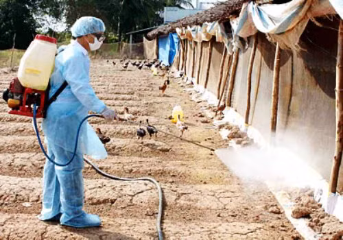Đề phòng dịch cúm gia cầm lan rộng 