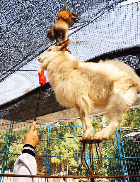A monkey balances on the head of a goat balancing on a tiny pedestal positioned on a highwire at the Niao Yu Lin Park in Harbin, China 