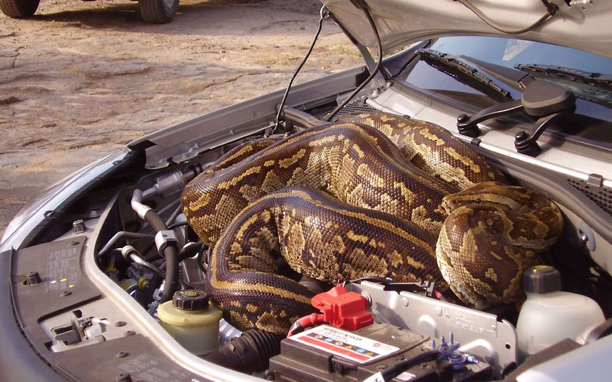 A couple discovered a huge python hitching a ride in their car. The slithery squatter sneaked underneath the bonnet of Marlene Swart and Leon Swanepoel’s car while they were on holiday at the Kruger National Park in South Africa. They were on the look-out for lions when the five-metre python shot out of the grass and disappeared under their car. When the snake failed to reappear Marlene and Leon were forced to endure a three-mile journey knowing the python was somewhere inside their vehicle before arriving at the nearest lookout point. 