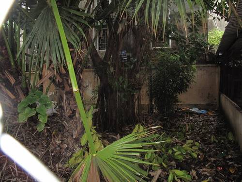 Sự hoang phế bên trong khu vườn Sinh Địa của trường THCS Ngô Gia Tự Sự hoang phế bên trong khu vườn Sinh Địa của trường THCS Ngô Gia Tự