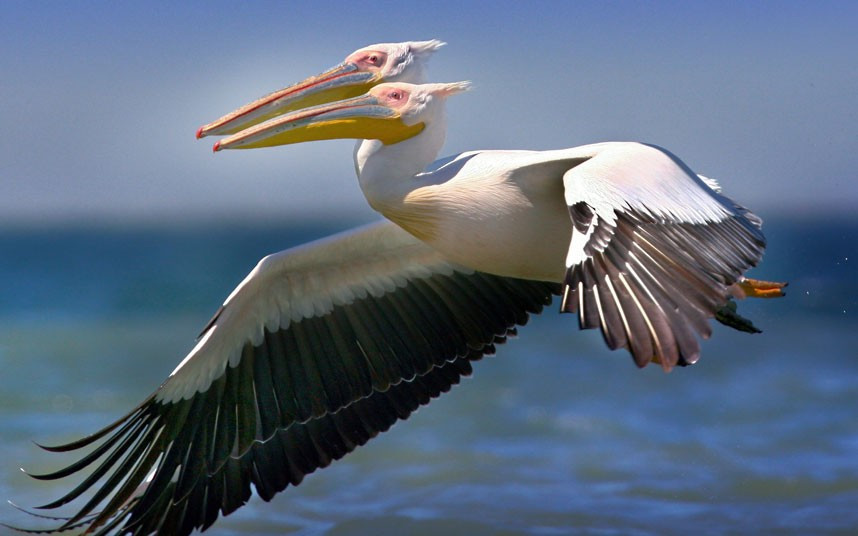 This shot, which appears to show a two-headed pelican in flight, was taken by Vladimir Kucherenko in the Danube Delta in Ukraine. He says he only spotted the strange juxtaposition of the two birds when he returned to his home in Odessa.