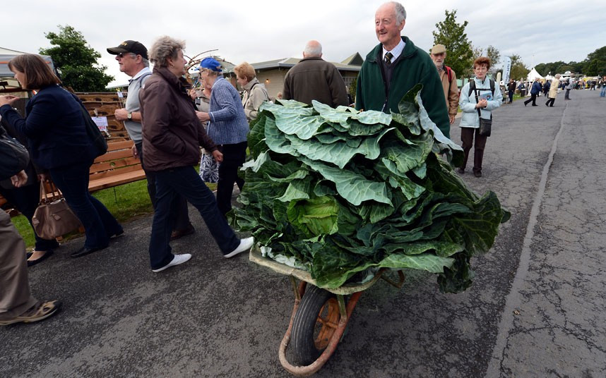 Những hình ảnh ấn tượng trong tuần ảnh 4 Peter Glazebrook from Newark wheels in his prize-winning giant cabbage which weighs 81lb 6oz at the Harrogate Autumn Flower Show