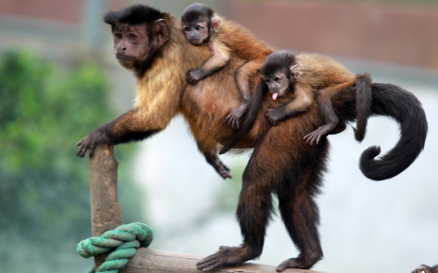 Tufted capuchin mother monkey ’Xiaxia’ is seen with her two twin babies clinging to her back at a zoo in Jinan, Shandong Province, China