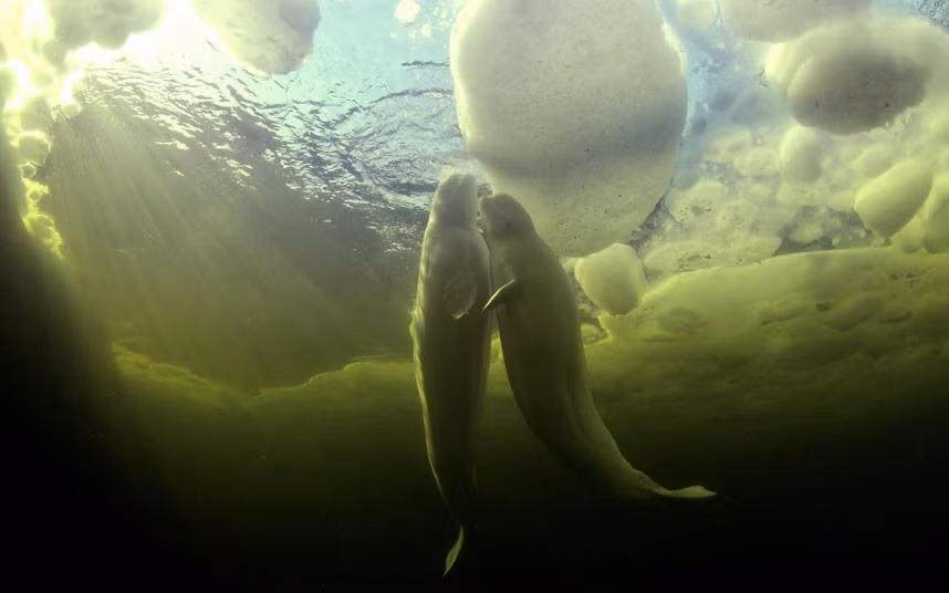 Two beluga whales swim together under the ice in Mourmansk, Russia