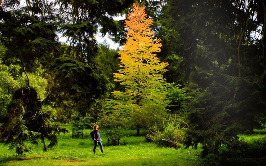 Những hình ảnh ấn tượng trong tuần ảnh 9 Trees are beginning to show their autumn colours at Westonbirt Arboretum in Gloucestershire. Public gardens have started showing a spectacular variety of deep reds and yellow leaves thanks to this year’s unusual weather.