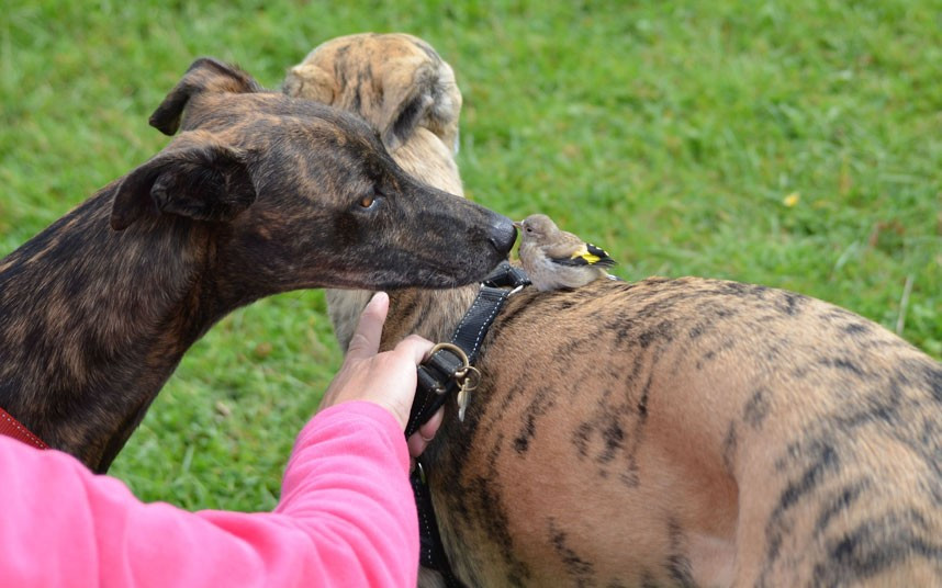 A family from Stockport and their dogs had a close encounter with a confused baby bird when it flew out of a bush and landed on the dog’s back. Scooby, a rescued greyhound-cross was more than happy to provide a comfortable resting place for the goldfinch. The other family dog, Rebel, was keen to make the little bird feel at home by offering what looked like a kiss on the beak.