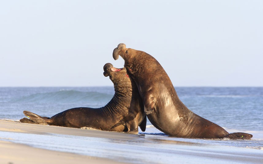 Two male elephant seals fight to be alpha male of a harem of up to 100 females on a beach in the Falkland Islands