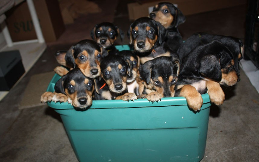 Twelve doberman puppies sit in a bucket. The so-called ’Dirty Dozen’ were birthed by a stray doberman rescued from the street and cared for by kind-hearted Peggy Conover in Tavares, Florida.
