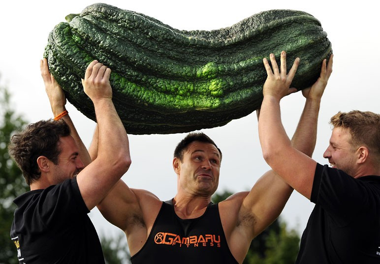 Những hình ảnh ấn tượng trong tuần ảnh 3 Weightlifter Jonathan Walker prepares to lift a marrow weighing 119lbs 12oz (54.3kg) above his head after it won the Giant Marrow Class in the Harrogate Autumn Flower Show. The marrow was grown by Peter Glazebrook from Newark who took six first prize awards in the Giant Vegetable classes at the show.