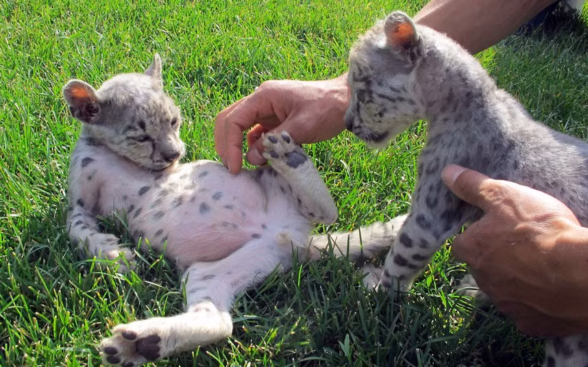 Twin snow leopard cubs are seen with their keeper Li Guoxing at the Qinghai-Tibetan Plateau Wild Life Garden in Xining, capital of northwest China’s Qinghai Province