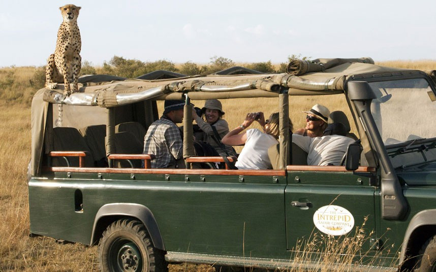 A tour group got the shock of their lives when a cheetah climbed on top of their Land Rover, while on safari in the Masai Mara, southwest Kenya. Once the tourists had gotten over the initial shock of a large, wild cat sat above them with only a thin sheet of canvas for protection, they began to take photographs, knowing this was likely to be the closest they would ever get to a cheetah.