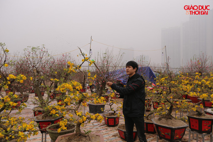 Mai vàng thích nghi với khí hậu khô nóng ở miền Trung, Nam nên thường vào dịp Tết, thương lái mới đem ra Bắc phục vụ khách.