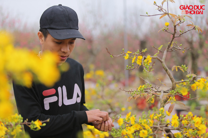 Giá mai vàng năm nay cao hơn mọi năm, giá từ 2 triệu tới 5 triệu đồng một cây, những cây có dáng đặc biệt thì có giá lên tới 20 triệu đồng.