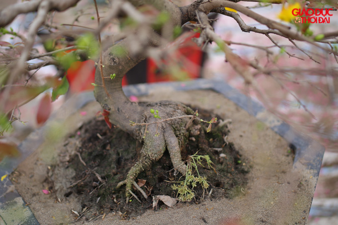 Để đánh giá một cây mai đẹp chủ yếu là dáng cây mai có nhiều tán đặc biệt có nhiều hoa và đủ hoa,lộc, nụ...